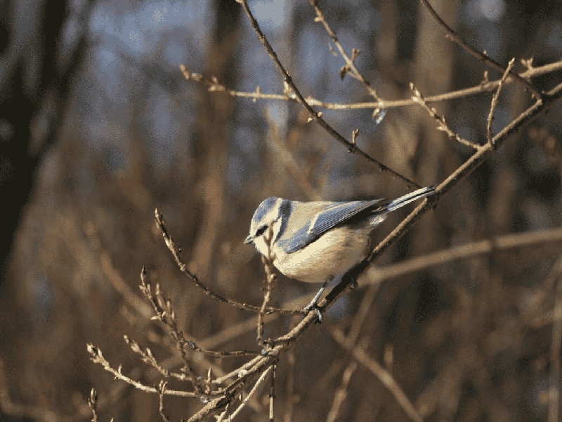 杨女士成功案例