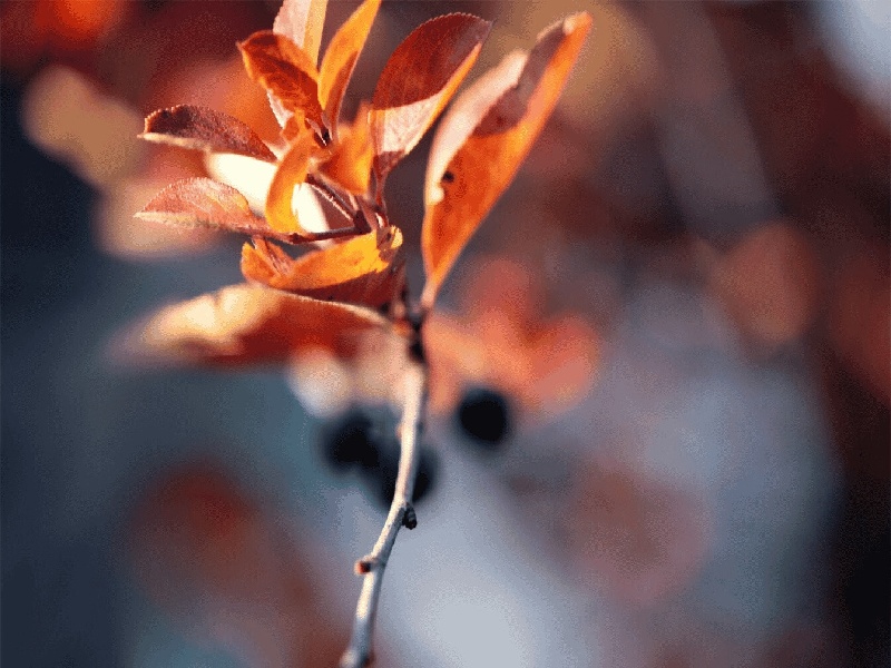 张女士成功案例